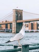 gaivota em nova york foto