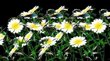 renderização 3d botânica flor branca foto