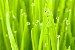grama verde fresca com gotas de orvalho / isolada no branco