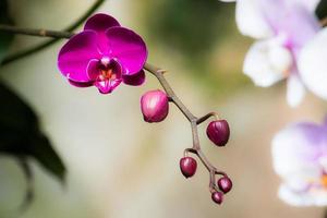 orquídea na fazenda da tailândia foto