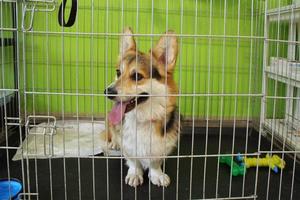 cão corgi welsh pembroke em uma gaiola esperando visita para uma consulta em uma clínica veterinária. tratamento e cuidado do conceito de animais de estimação. saúde, quarentena, recuperação, check-up e vacinação de animais domésticos foto