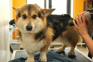 pet profissional mestre groomer secador de cabelo corgi galês pembroke cão após a lavagem no salão de beleza. mãos femininas usando secador de cabelo, secando a pele com um soprador. conceito de penteado animal. fechar-se. foto