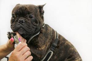 mãos de mulher de aparador de unhas cortadas de engraçado bulldog francês. garras de polir, aparar, cortar, manicure do conceito de animais de estimação. cuidados de higiene animal. procedimento de beleza profissional no salão de beleza. fechar-se foto