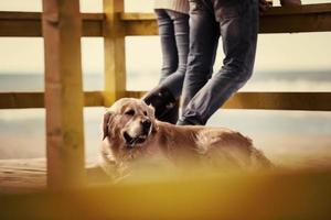 jovem casal com um cachorro na praia foto