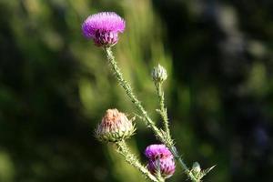 cardo de leite cresce em uma clareira da floresta. foto