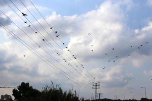 pássaros sentam-se em fios que transportam eletricidade. foto