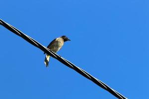 pássaros sentam-se em fios que transportam eletricidade. foto