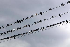 pássaros sentam-se em fios que transportam eletricidade. foto