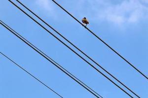 pássaros sentam-se em fios que transportam eletricidade. foto