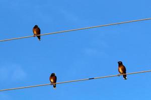 pássaros sentam-se em fios que transportam eletricidade. foto