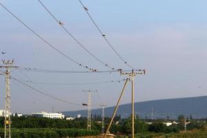 pássaros sentam-se em fios que transportam eletricidade. foto