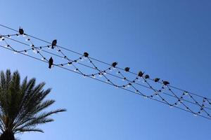 pássaros sentam-se em fios que transportam eletricidade. foto