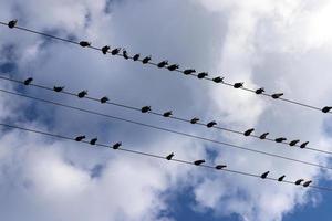 pássaros sentam-se em fios que transportam eletricidade. foto