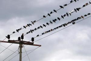 pássaros sentam-se em fios que transportam eletricidade. foto