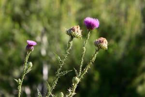 cardo de leite cresce em uma clareira da floresta. foto