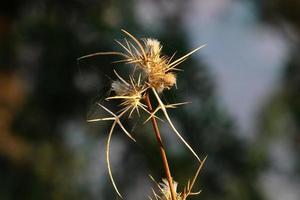 cardo de leite cresce em uma clareira da floresta. foto