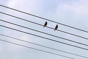 pássaros sentam-se em fios que transportam eletricidade. foto