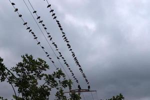 pássaros sentam-se em fios que transportam eletricidade. foto