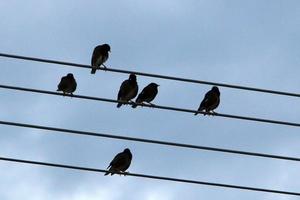 pássaros sentam-se em fios que transportam eletricidade. foto