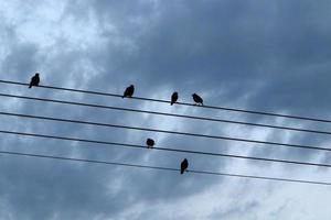 pássaros sentam-se em fios que transportam eletricidade. foto