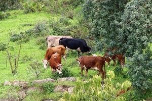 um rebanho de vacas pasta em uma clareira na floresta no norte de israel. foto