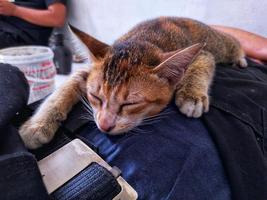 gatinho fofo dormindo na barriga do dono foto