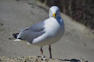 gaivota de arenque europeu em heligoland foto