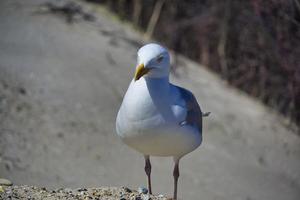 gaivota de arenque europeu em heligoland foto