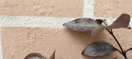 pseuderanthemum é um gênero de plantas ornamentais floridas em um fundo branco em forma de tijolo foto