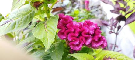 a planta do favo da galinha é rosa e as folhas são verdes foto