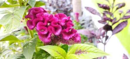 a planta do favo da galinha é rosa e as folhas são verdes foto