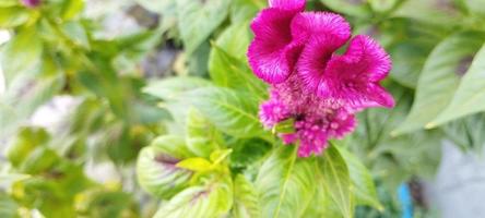 a planta do favo da galinha é rosa e as folhas são verdes foto