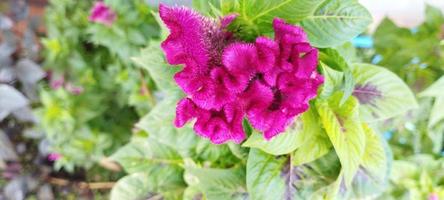 a planta do favo da galinha é rosa e as folhas são verdes foto