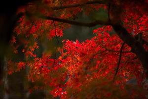 cena pitoresca de outono no japão foto