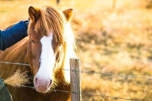 cavalo islandês vive na fazenda foto