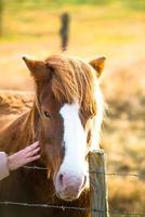 cavalo islandês vive na fazenda foto