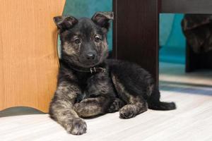 lindo cachorrinho marrom está sentado na sala perto da mesa. foto