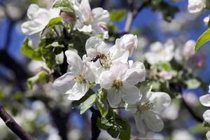 grandes flores de maçã branca em um galho com uma abelha no céu azul foto