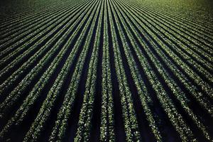 colheitas convergentes de terras agrícolas foto