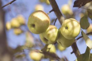 estilo lente inclinada de maçãs granny smith foto