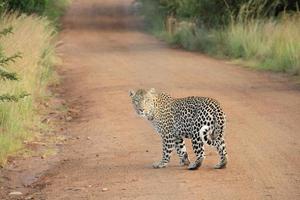 leopardo em estrada de terra foto