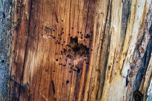 marcas de bico de pássaro no tronco de pinheiro manso. foto