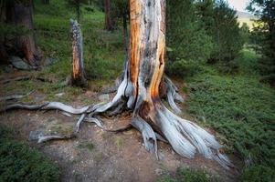 raízes de um pinheiro manso de 100 anos foto