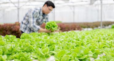 concentre-se em vegetais com desfoque de fundo de jardineiro foto