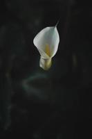 flor branca em fundo preto foto