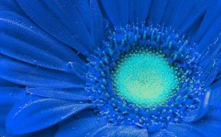 gerbera clássica em tons de azul sob bolhas de ar close-up foto