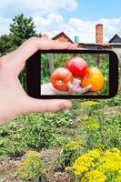 fotografias de agricultor colhidos tomates maduros foto