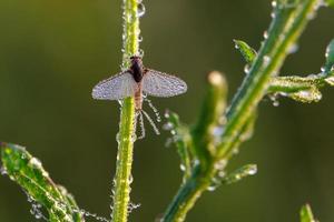 imago de ephemeroptera mayfly senta-se na grama com gotas de orvalho nas asas foto