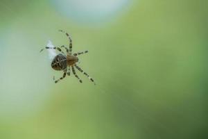 aranha cruzada rastejando em um fio de aranha. susto do dia das bruxas. um caçador útil entre foto