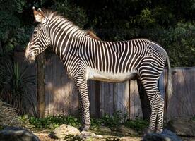 zebra no fundo do zoológico foto